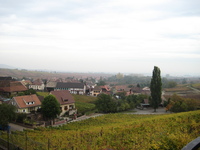 IMG_4129.jpg
