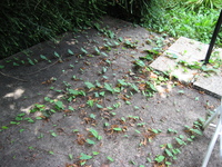 IMG_2742.jpg