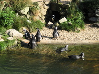 IMG_6100.jpg