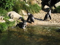 IMG_6101.jpg