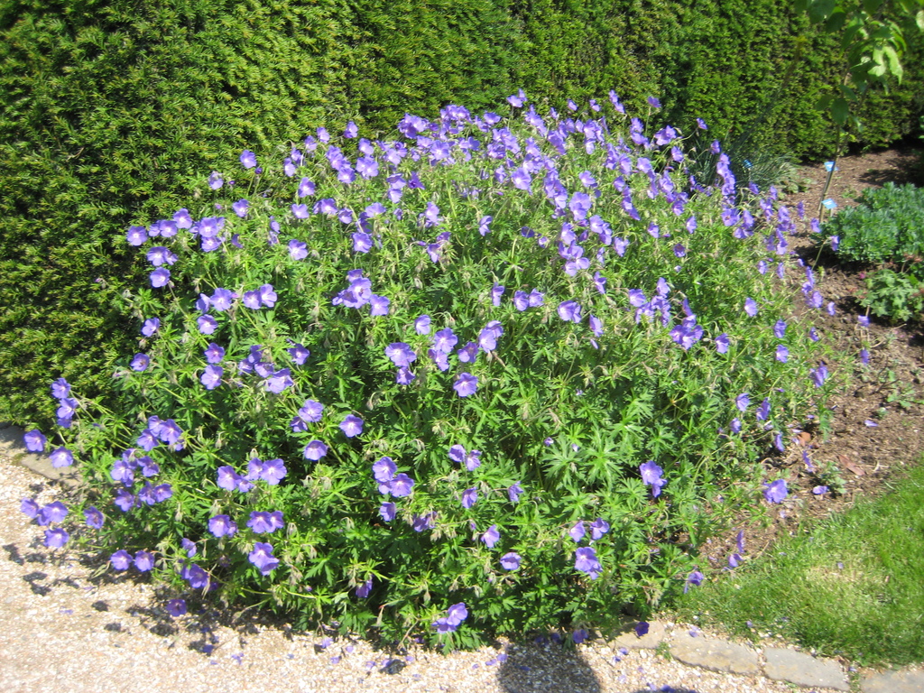 IMG_5550.JPG