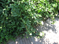 IMG_5535.JPG