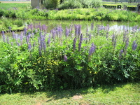 IMG_5537.JPG