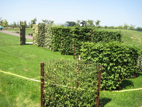 IMG_5538.JPG