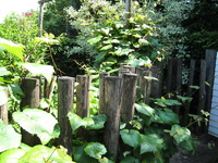 IMG_5541.JPG