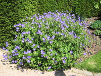 IMG_5550.JPG